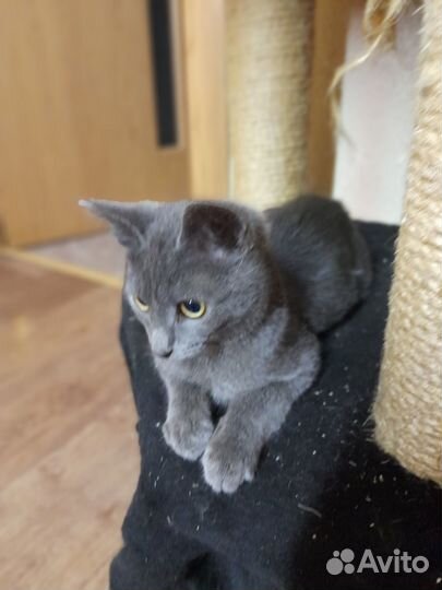 Мальчик породы русская голубая