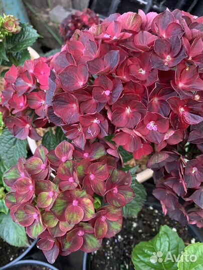 Гортензия крупнолистная