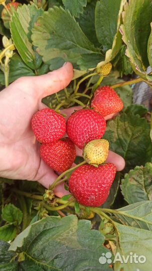 Виктория. Саженцы. Продажа с 15 августа