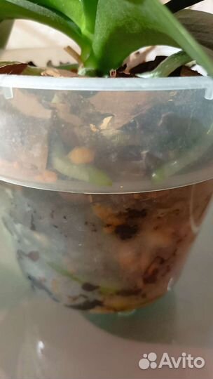 Орхидеи домашние