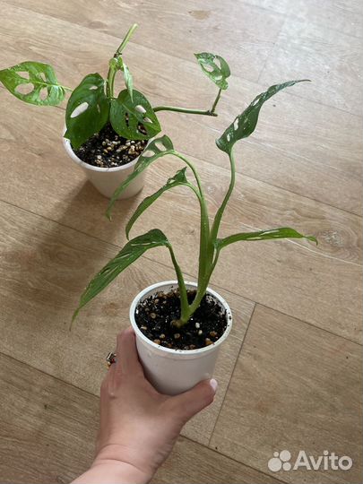 Монстера Адансона