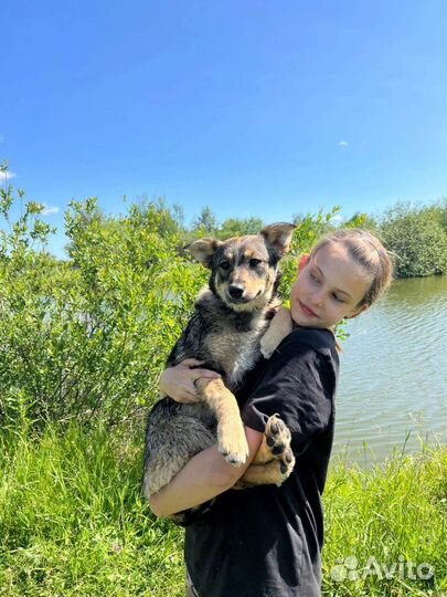 Не собачка,а прелесть