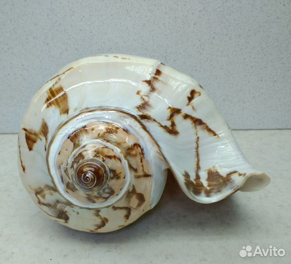 Валюта Нобилис 17,30 морская раковина