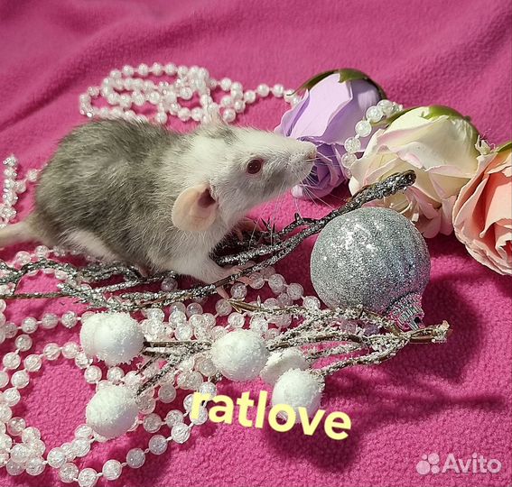 Крысята из питомника