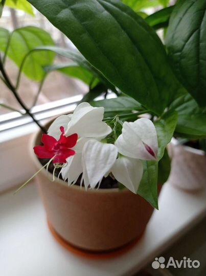 Клеродендрум томпсон