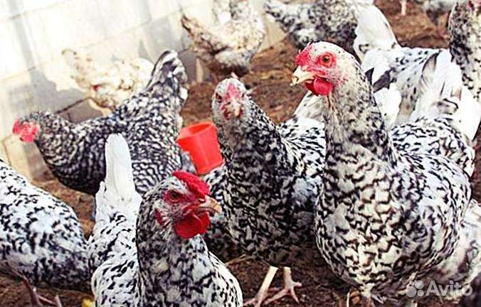 Инкубационное яйцо пушкинской породы