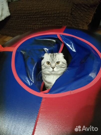 Шотландский кот вязка