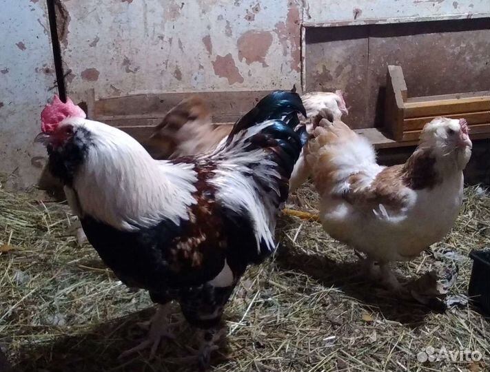 Куры и Цыплята