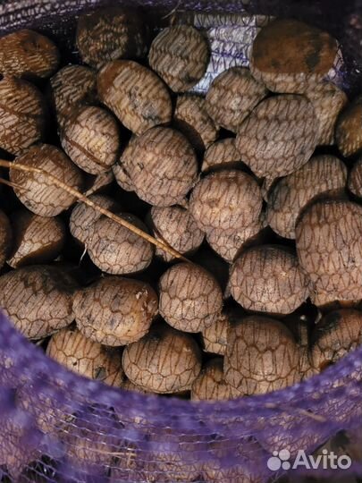 Семенной картофель