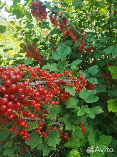 Красная смородина саженцы