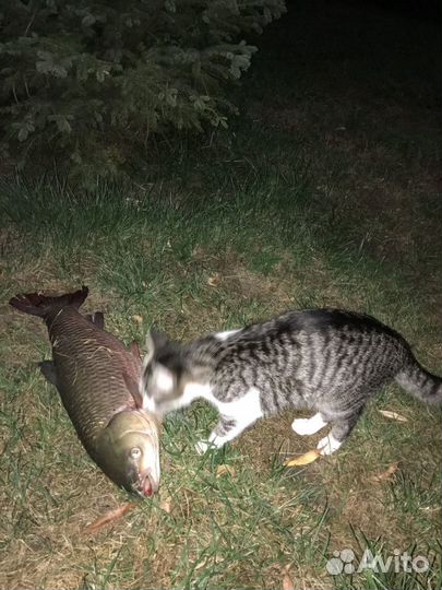 Отдых, рыбалка