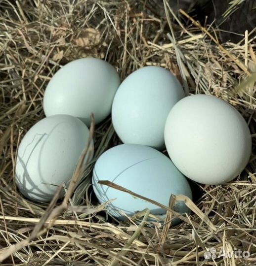 Куры породы амераукана