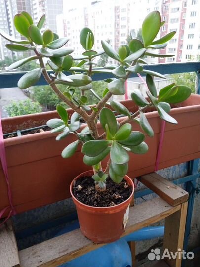 Толстянка денежное дерево