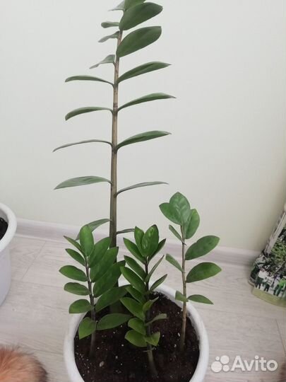 Замиокулькас