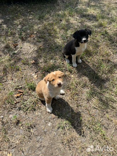 Щенки дворняжки
