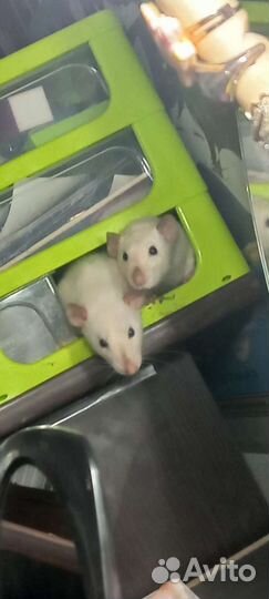 Продам двух сестричек крысок