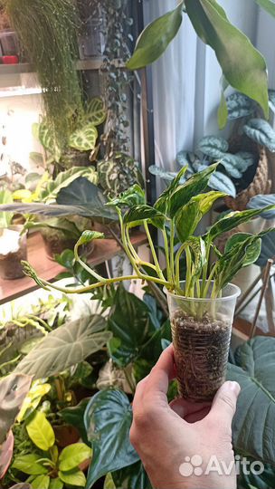 Эпипремнум годзилла вар