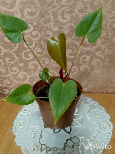 Антуриум белый