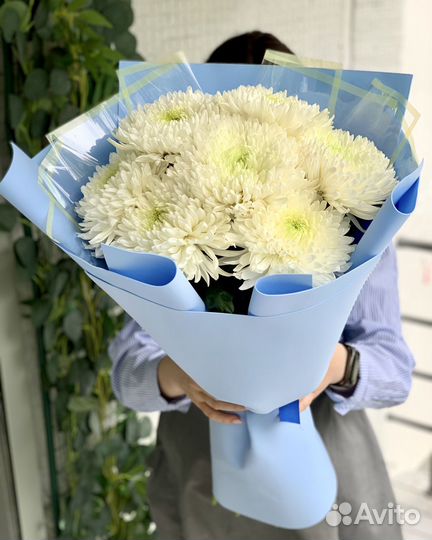 Одноголовые хризантемы 1137