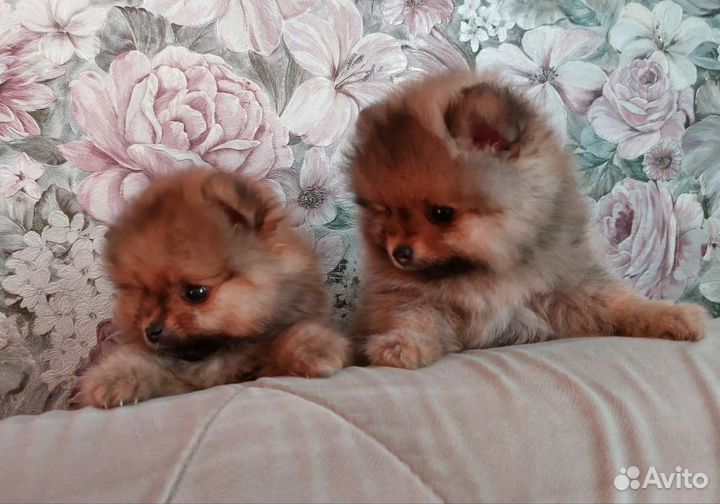 Щенки шпица