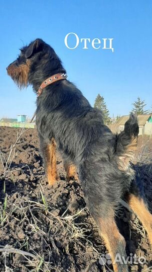 Щенки ягдтерьера