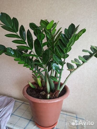 Замиокулькас