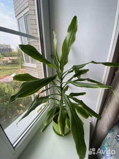 Монстера фикус драцены