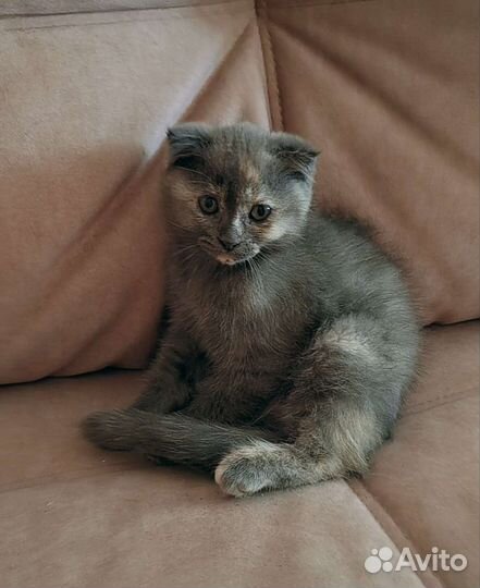 Шотландская кошечка 2, 5 месяца