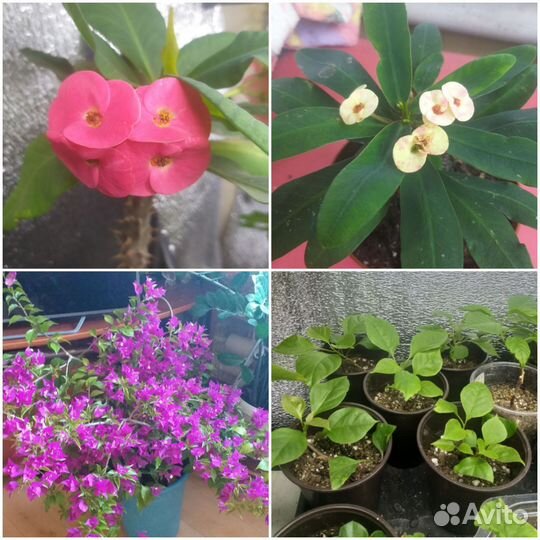 Домашние цветы