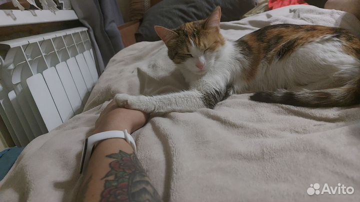 Кошка в дар