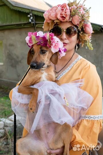 Собака в добрые руки