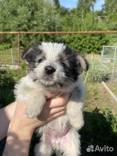 Щенок в добрые руки бесплатно маленькая порода