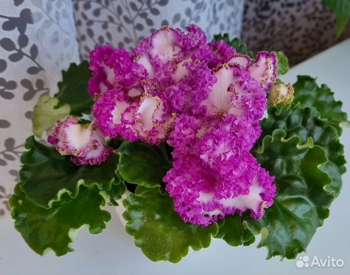 Сортовые фиалки