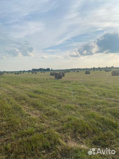 Сено продам В рулонах И В тюках