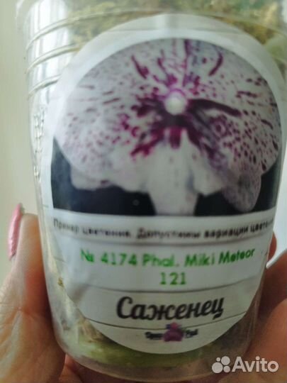 Орхидея Phal. Метеор от Мики