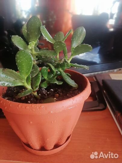 Продам цветы комнатные