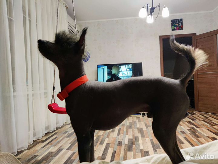 Вязка китайская хохлатая