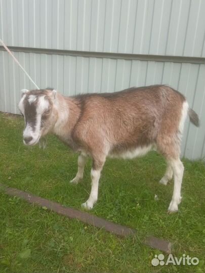 Козы и козлята ламанча