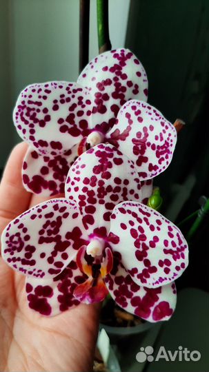 Орхидея редкая