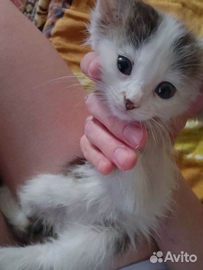 Котята отдам бесплатно