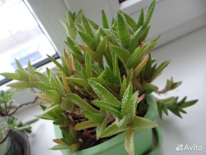 Суккуленты