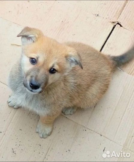 Щенок в добрые руки