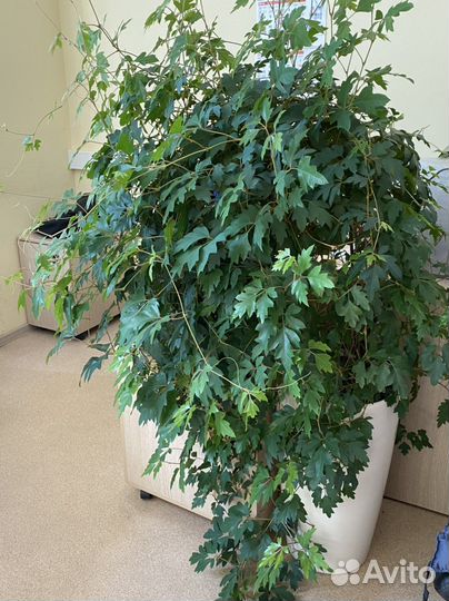 Сансевиерия.Пеперомия.Толстянка, Герань,Березка