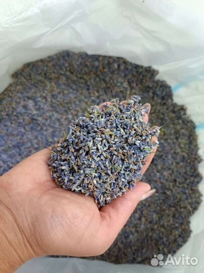 Лаванда цветок (россыпь)