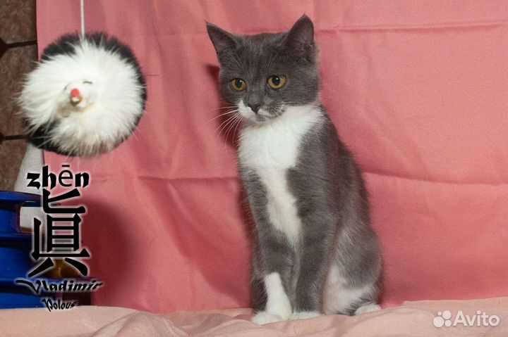 Котенок девочка в добрые руки