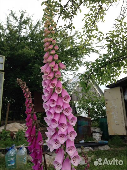 Продам цветы для вашей клумбы