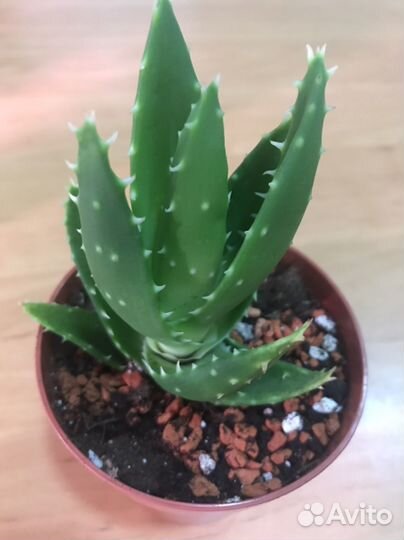 Алоэ Перфолиата