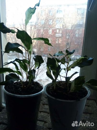 Фикус бенджамина