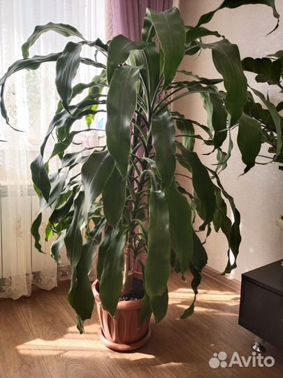 Драцена душистая