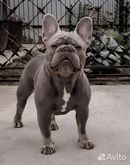 Щенки от Чемпионов России